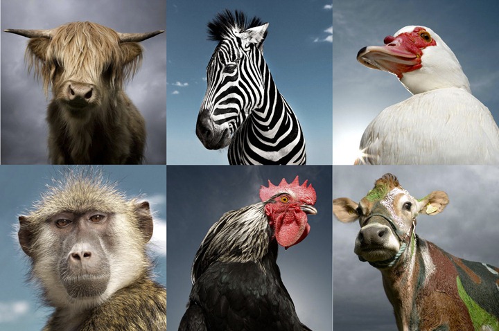 Портреты животных от David Boni