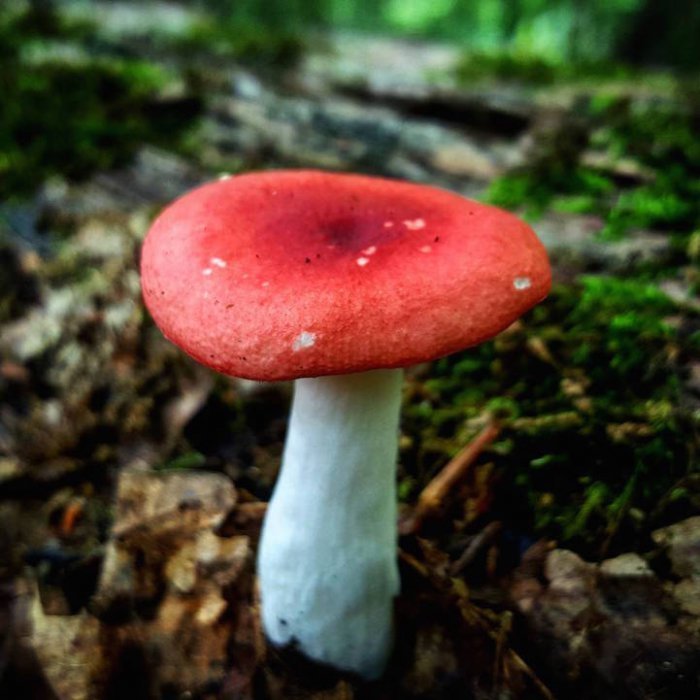 Мир грибов в фотографиях Райана Грэсторфа
