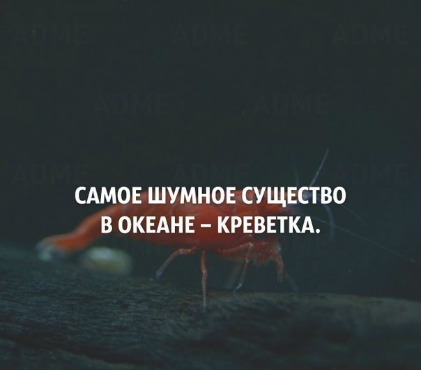 Факты о нашем мире в картинках