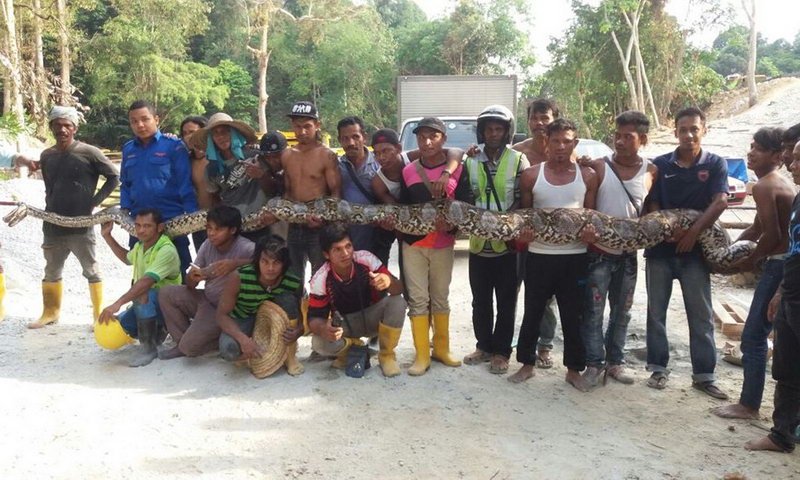 В Малайзии поймали питона, претендующего на звание самой длинной змеи