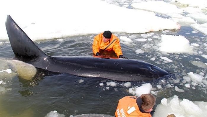 На Сахалине в Охотском море спасли зажатую во льдах косатку