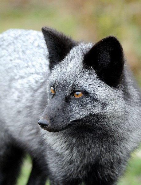 Необычайно красивые черные лисицы