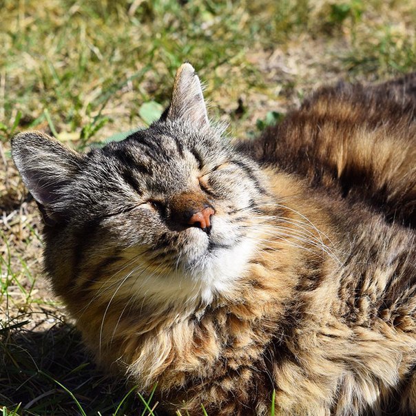 Вельвет - самый старый кот в мире