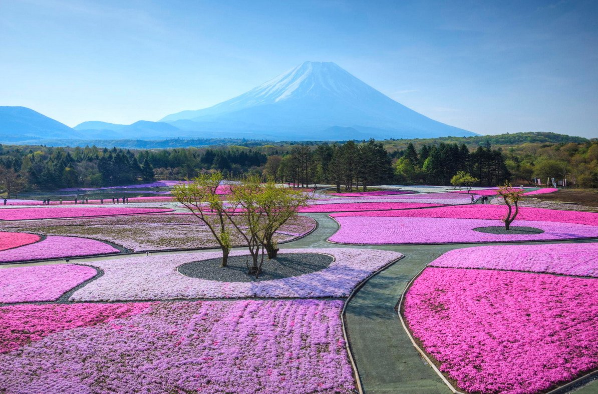 Флоксы у подножия Фудзиямы - розовый рай Японии