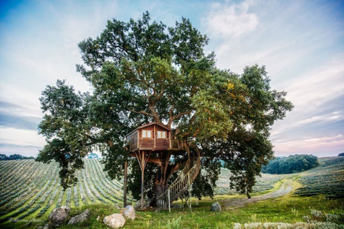 Домик на дереве окружённый лавандовым полем