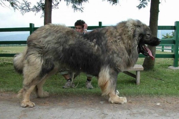 Собаки, которые даже не подозревают насколько они большие