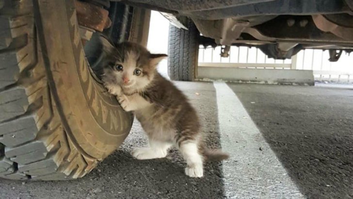 Парень нашел напуганного котенка под грузовиком и не смог оставить его там
