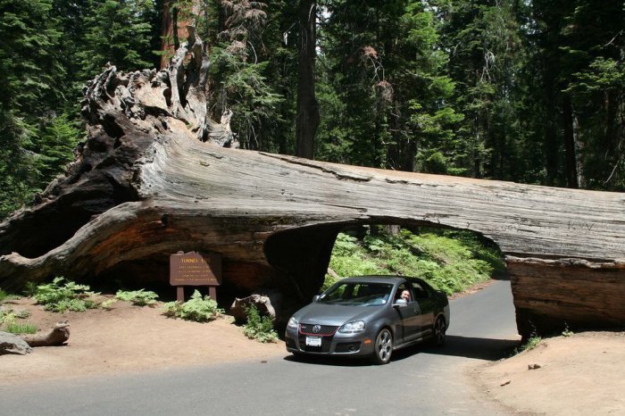 Тоннели в секвойядендронах в Национальных парках Калифорнии