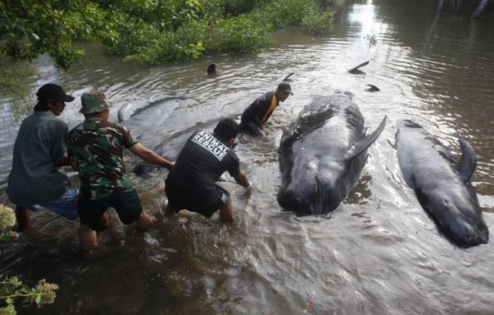 Десятки китов выбросились на берег в Индонезии