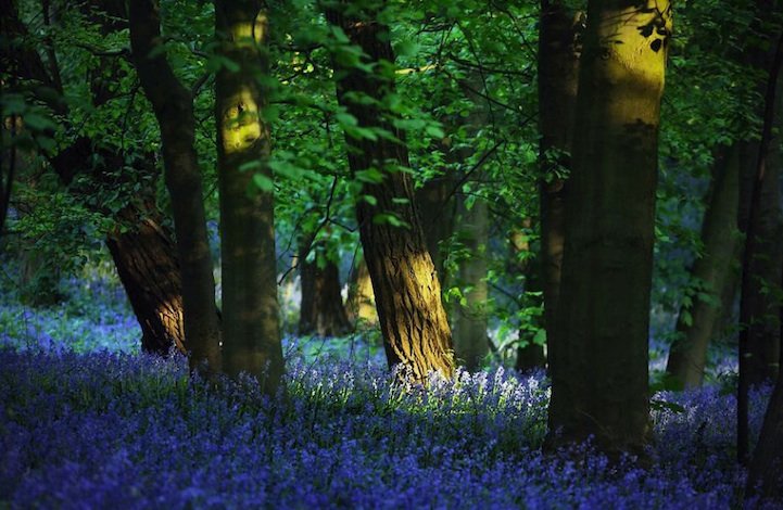 Бельгийский голубой лес в фотографиях Kilian Schonberger