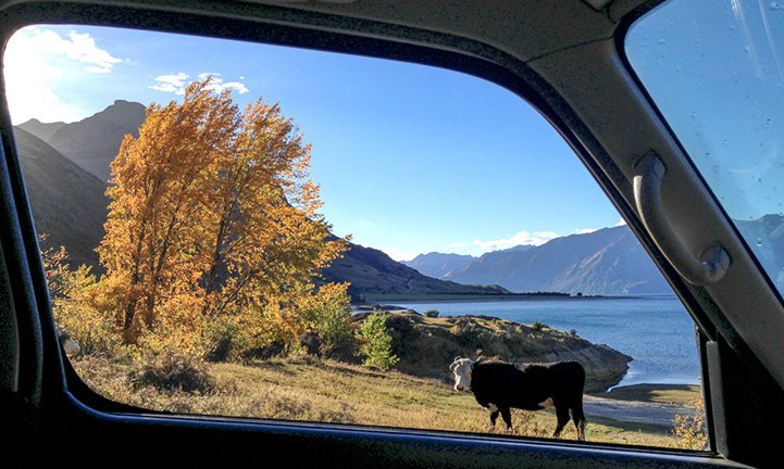 Новая Зеландия из окна минивэна