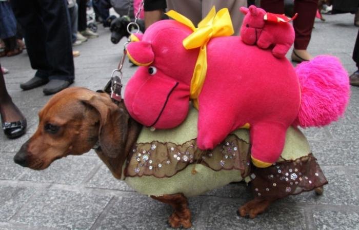 В Польше прошел традиционный парад собак Такс