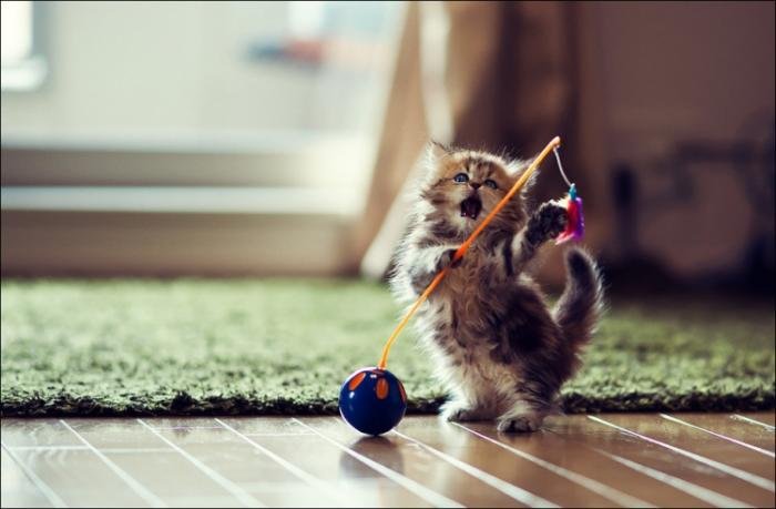 Позитивный котёнок