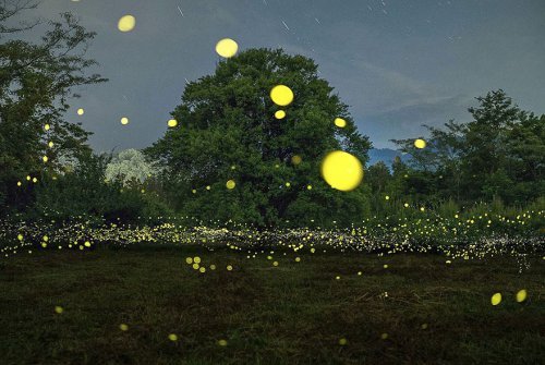 Световые представления светлячков в лесах Японии