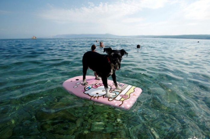 На хорватском побережье открылся бар для собак
