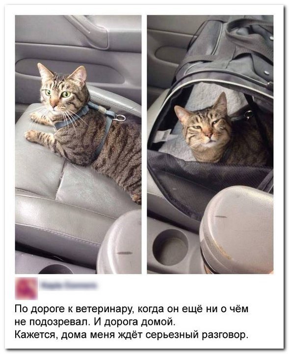 Прикольные комментарии из социальных сетей - Свежее собрание 2016