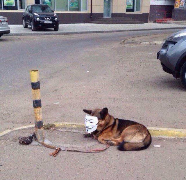 Фото приколы (61 фото)