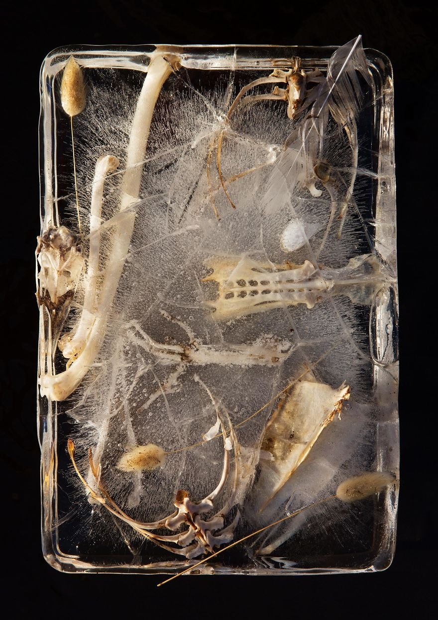 Цветы во льду