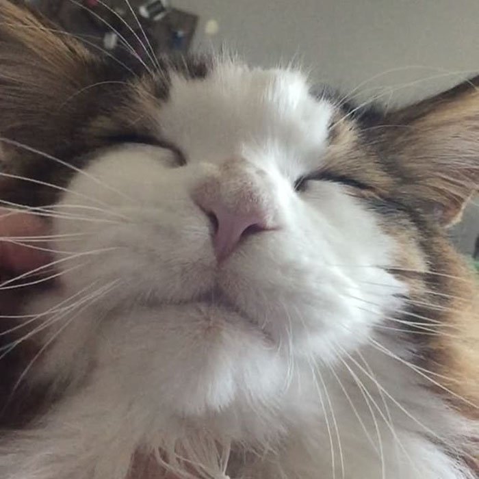 Мейн-кун Саймон — самый большой кот в Нью-Йорке