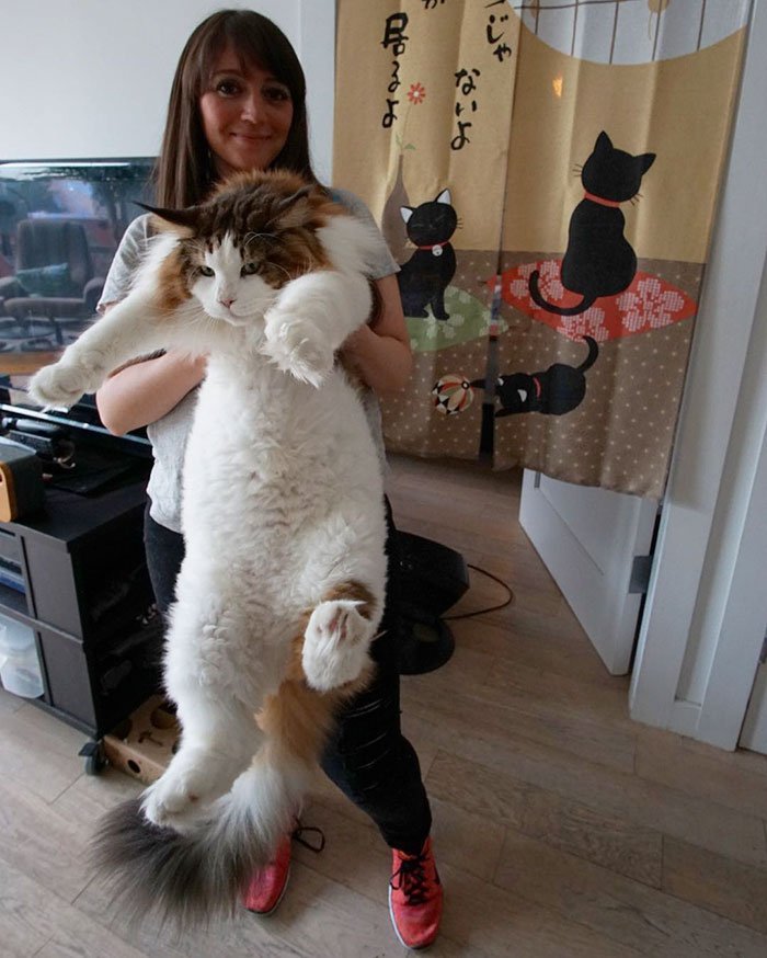 Мейн-кун Саймон — самый большой кот в Нью-Йорке