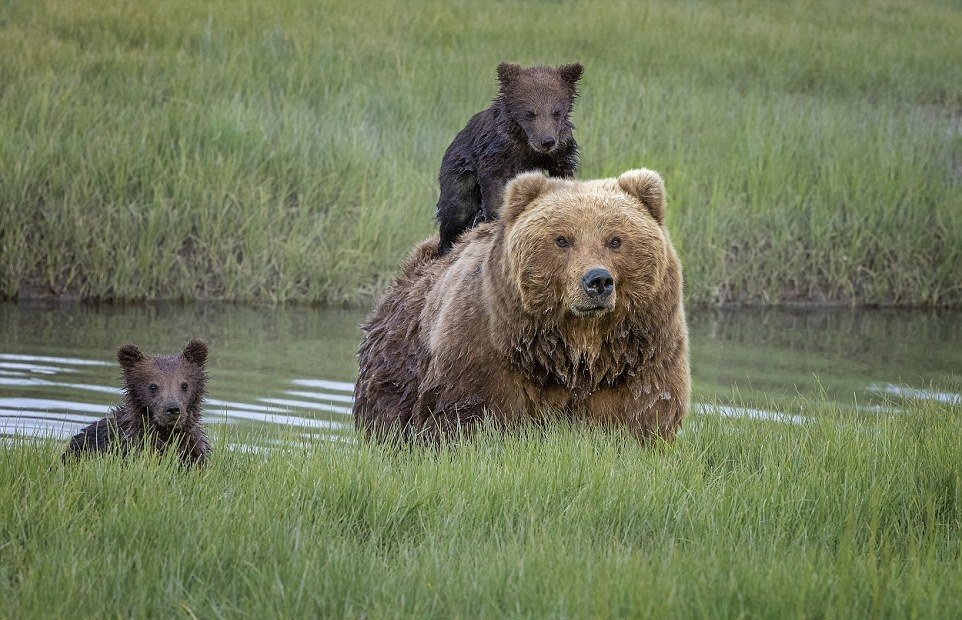 Трогательный момент: мама-медведица перевезла маленького медвежонка через реку