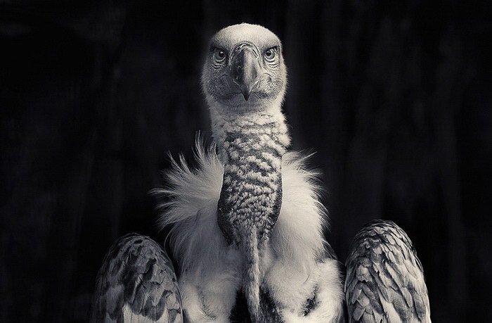 Птицы в фотографиях Antti Viitala