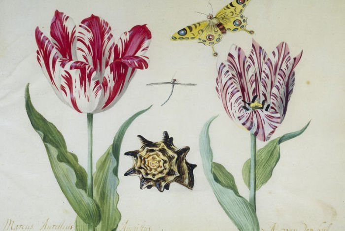Semper Augustus - Самый редкий и дорогой сорт тюльпанов