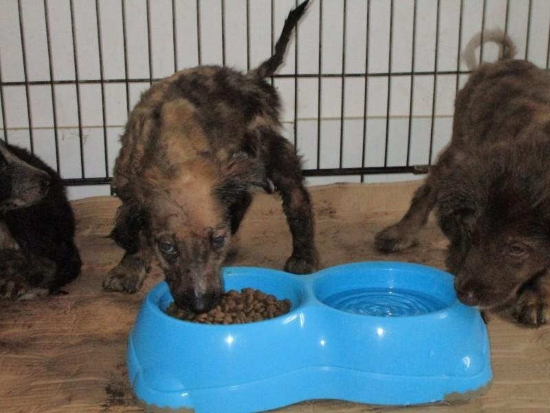 В Румынии спасли щенков которые были облиты гудроном