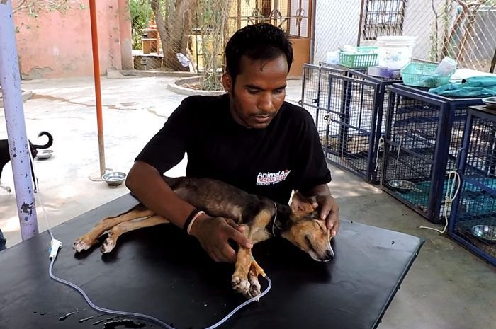Спасение щенка в Индии