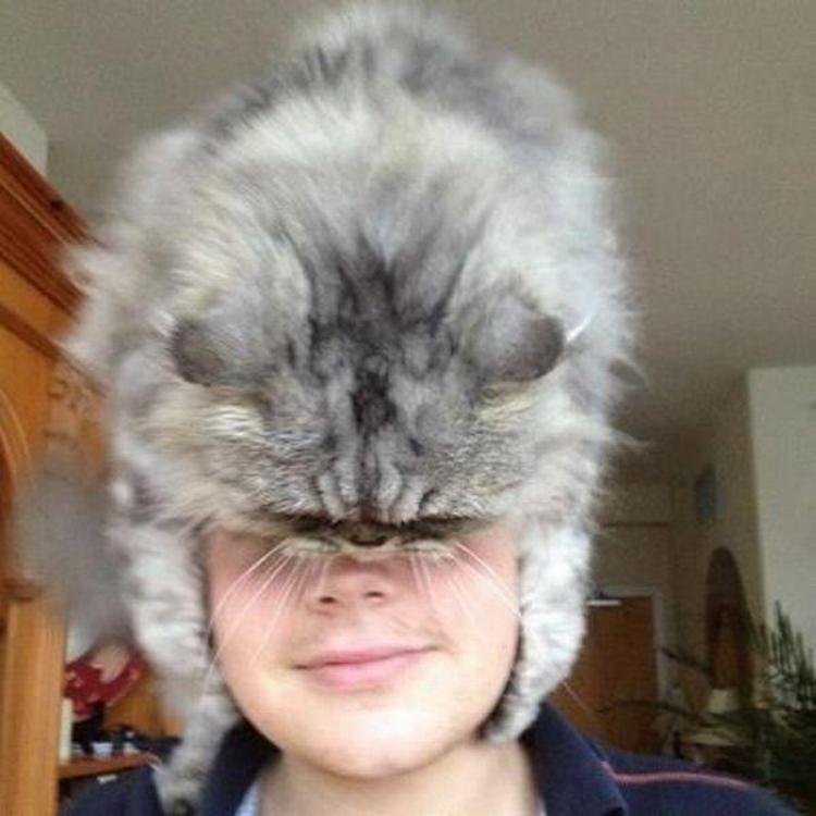 Котошапка - коты на голове!
