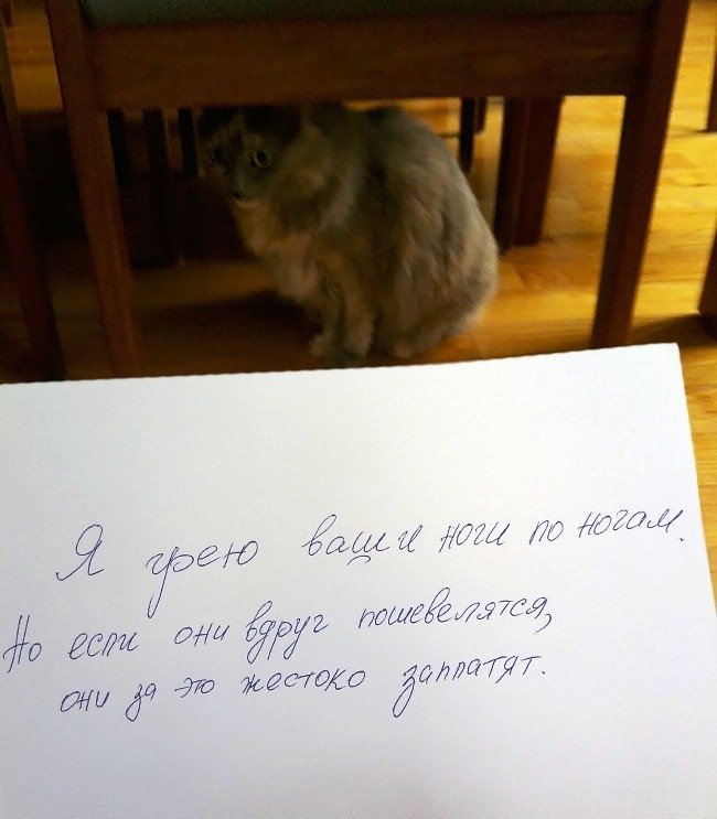 15 причин понять и простить кота