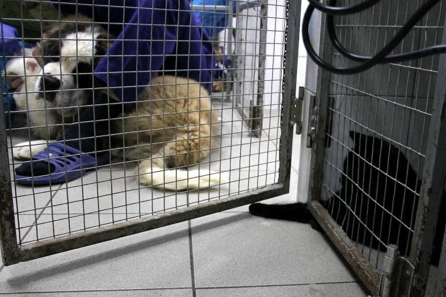 Спасённый кот Люцифер помогает ухаживать за животными в пермской ветклинике
