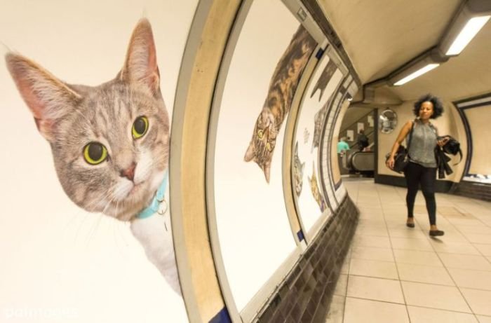 Станцию Лондонского метро украсили фотографиями кошек из приютов
