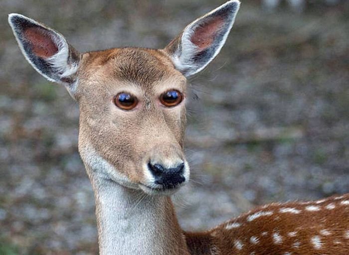 Если бы у животных было фронтальное расположение глаз