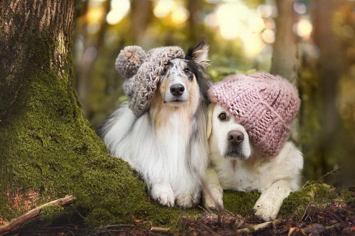 Осенние собаки в фотографиях Gabi Stickler