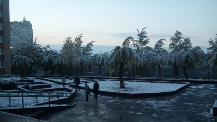 Первый снегопад в Омске «превратил» деревья в пальмы