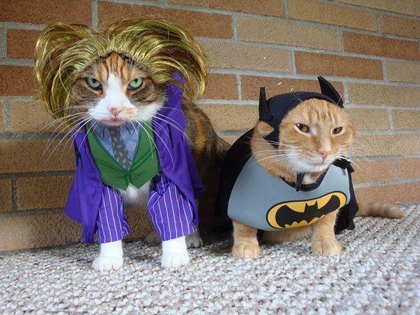 Забавные кошки в хэллоуинских костюмах