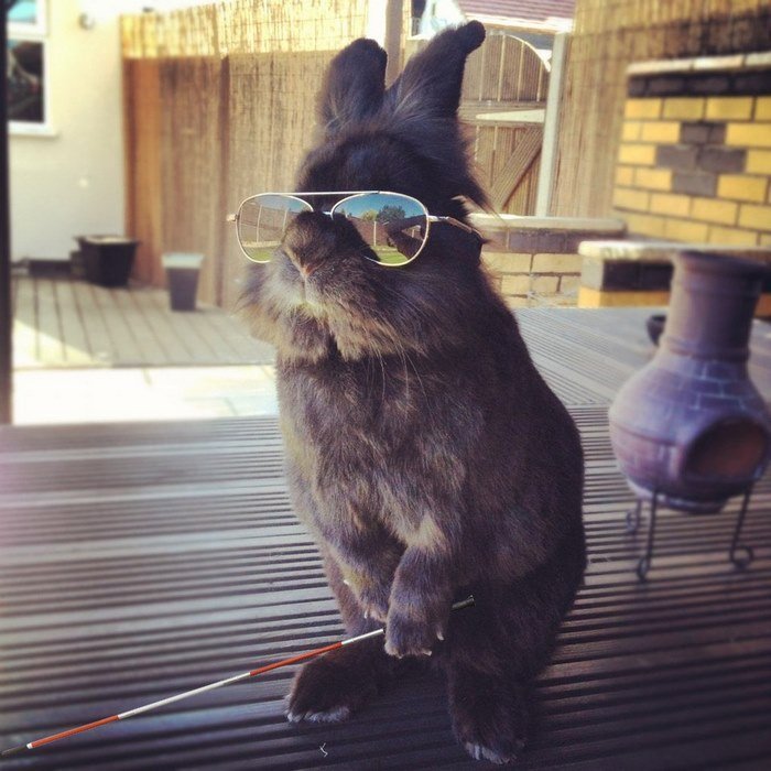 Кролик в очках и фотожабы на него