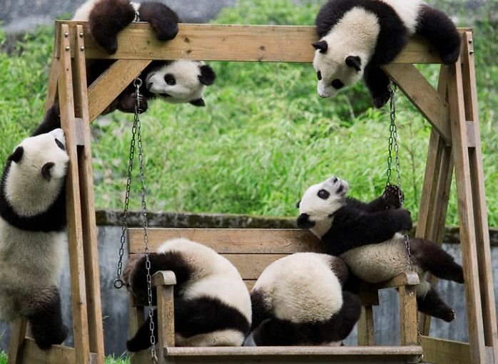 Панды в Китае красивые фотографии