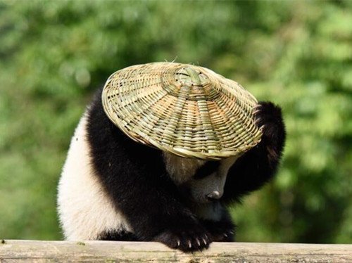 Панды в Китае красивые фотографии