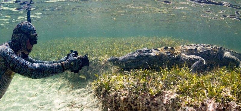 Как делают подводные фотографии крокодилов