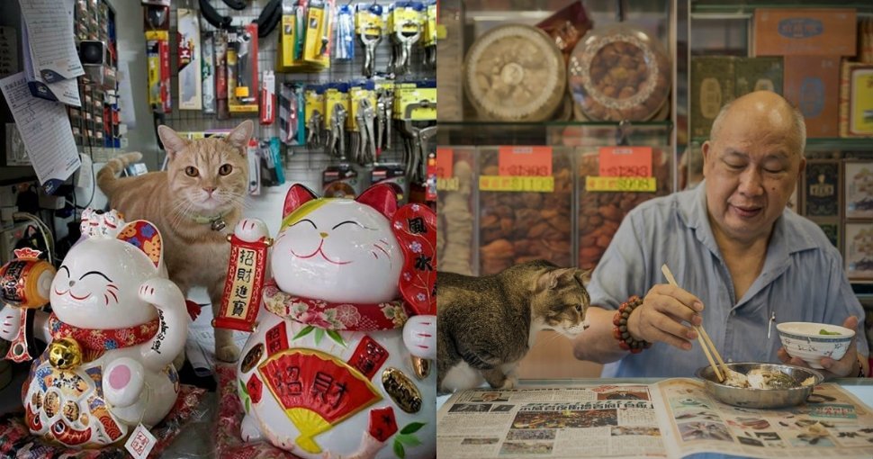 Усатые котейки: Жизнь котов в Гонконгских магазинах