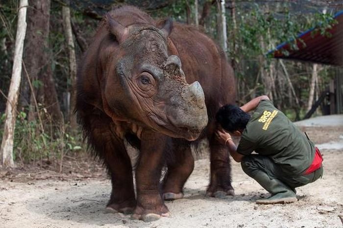 Суматранский носорог численность которого на Земле не превышает 275 особей