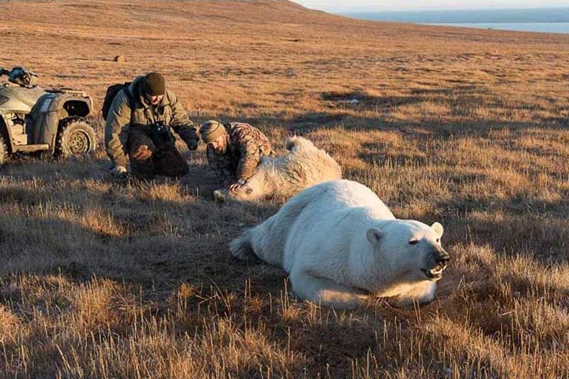 Белый медвежонок две недели промучился с застрявшей в пасти консервной банкой