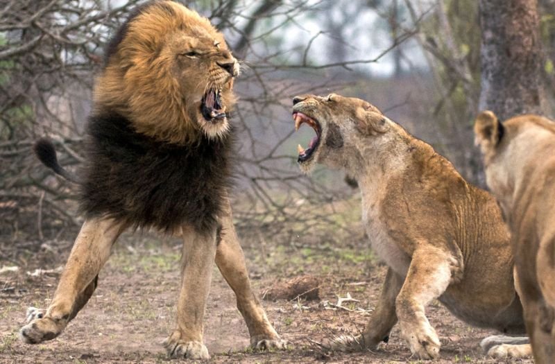 Лев сломал клык в схватке с львицей