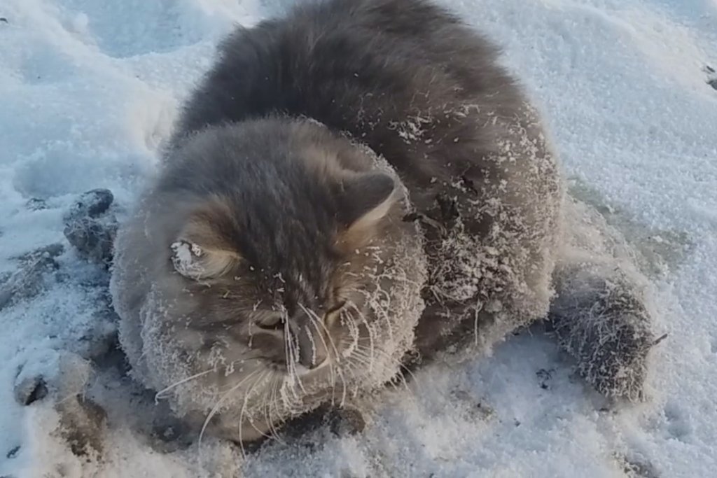 Южноуральцы спасли кота, вмерзшего при -35 в лед