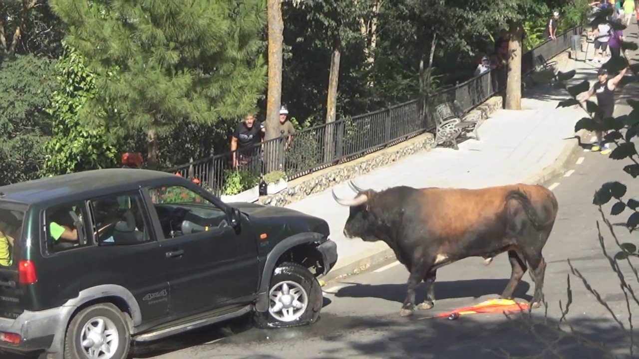 Разъяренный бык напал на внедорожник с туристами