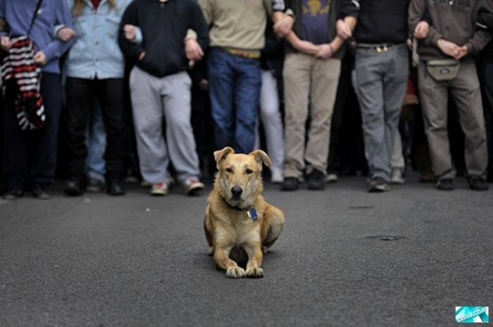 Собака Сосиска – борец за справедливость