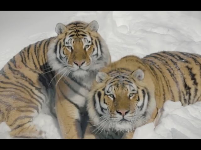 Дрон снимает уссурийских тигров (Амурский тигр)