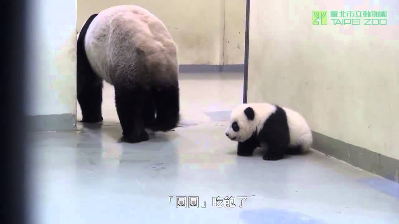 Панда проводит воспитательный урок